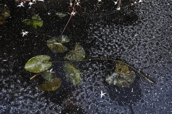 Lilie Wodne Zamrożone Pozostawia Powierzchni Zamarzniętego Jeziora — Zdjęcie stockowe