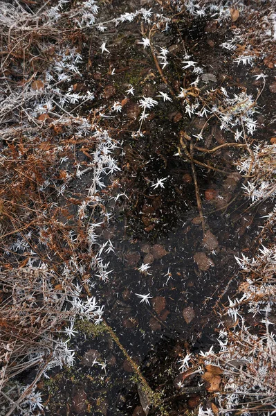Cienki Lód Przezroczysty Powierzchni Zbiornika Suszone Trawy Pęcherze Powietrza Pod — Zdjęcie stockowe
