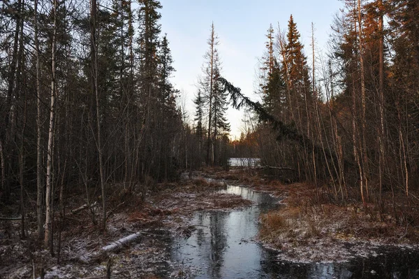 Kış orman gölün kıyısında yakınındaki ormanda nefes