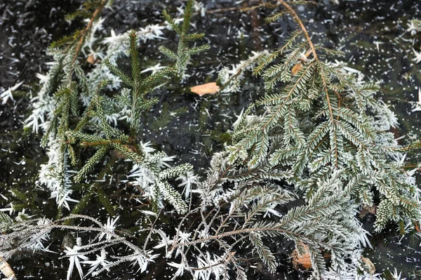 Zweige Von Fichten Und Tannen Mit Frost Bedeckt Und Die — Stockfoto