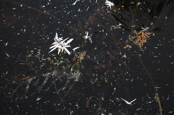 Thin Transparent Ice Surface Reservoir Dried Grass Air Bubbles — Stock Photo, Image