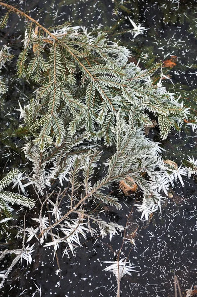 Zweige Von Fichten Und Tannen Mit Frost Bedeckt Und Die — Stockfoto