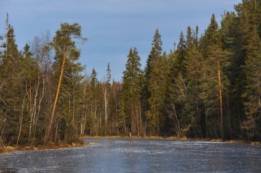 Kış orman gölün kıyısında yakınındaki ormanda nefes