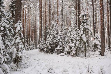 Ormanda kar yağışı sonra geç sonbaharda. Ağaçlar şiddetli kar yağışı kapaklar ile kaplı.