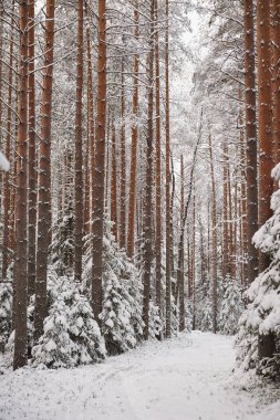 Ormanda kar yağışı sonra geç sonbaharda. Ağaçlar şiddetli kar yağışı kapaklar ile kaplı.