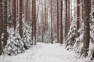Ormanda kar yağışı sonra geç sonbaharda. Ağaçlar şiddetli kar yağışı kapaklar ile kaplı.