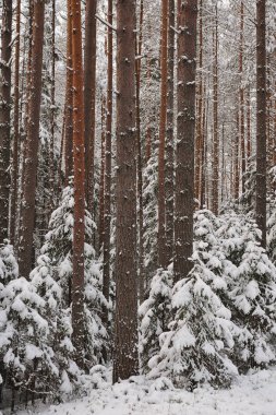 Ormanda kar yağışı sonra geç sonbaharda. Ağaçlar şiddetli kar yağışı kapaklar ile kaplı.