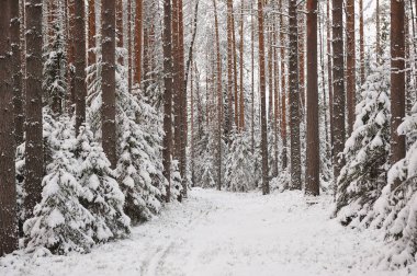 Ormanda kar yağışı sonra geç sonbaharda. Ağaçlar şiddetli kar yağışı kapaklar ile kaplı.