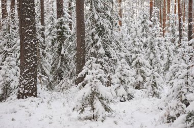Ormanda kar yağışı sonra geç sonbaharda. Ağaçlar şiddetli kar yağışı kapaklar ile kaplı.