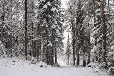 Ormanda kar yağışı sonra geç sonbaharda. Ağaçlar şiddetli kar yağışı kapaklar ile kaplı.