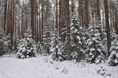 Ormanda kar yağışı sonra geç sonbaharda. Ağaçlar şiddetli kar yağışı kapaklar ile kaplı.