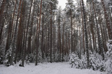Ormanda kar yağışı sonra geç sonbaharda. Ağaçlar şiddetli kar yağışı kapaklar ile kaplı.