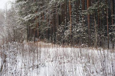 Ormanda kar yağışı sonra geç sonbaharda. Ağaçlar şiddetli kar yağışı kapaklar ile kaplı.