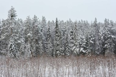 Ormanda kar yağışı sonra geç sonbaharda. Ağaçlar şiddetli kar yağışı kapaklar ile kaplı. Güç hattı ağaçların önünde ön planda çalışır.