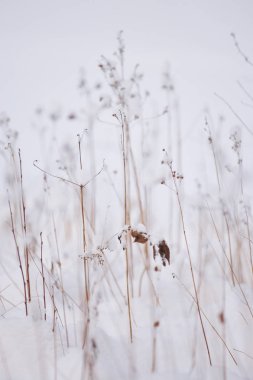 Kuru ot kar sonra lake yakınlarında. Soyut.