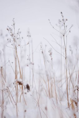 Kuru ot kar sonra lake yakınlarında. Soyut.
