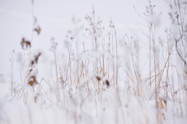 Kuru ot kar sonra lake yakınlarında. Soyut.