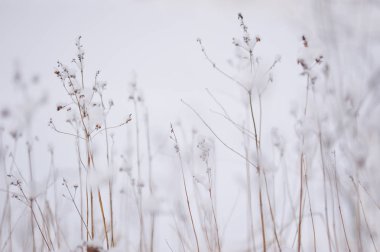 Kuru ot kar sonra lake yakınlarında. Soyut.