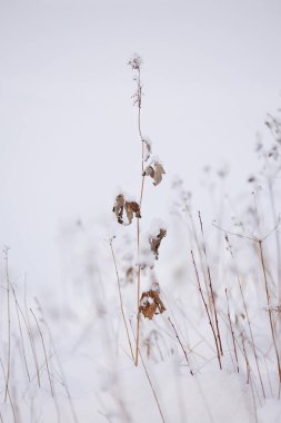 Kuru ot kar sonra lake yakınlarında. Soyut.