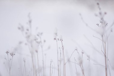 Kuru ot kar sonra lake yakınlarında. Soyut.