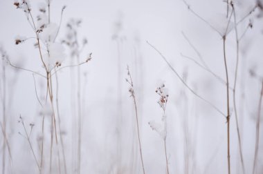 Kuru ot kar sonra lake yakınlarında. Soyut.