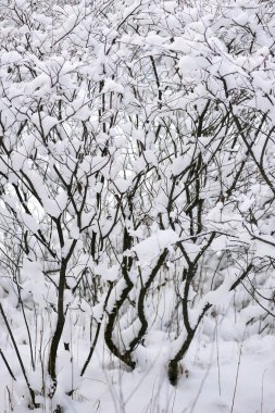 Göl manzarasına karla kaplı