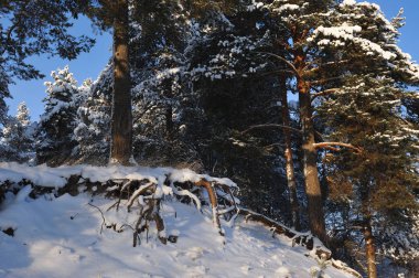 Kış başlangıcı. Bir soğuk gün kar kapaklar ağaçlarıyla kaplı.