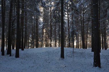 Kış başlangıcı. Bir soğuk gün kar kapaklar ağaçlarıyla kaplı.