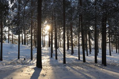 Kış başlangıcı. Bir soğuk gün kar kapaklar ağaçlarıyla kaplı.