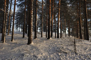 Kış başlangıcı. Bir soğuk gün kar kapaklar ağaçlarıyla kaplı.