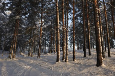 Kış başlangıcı. Bir soğuk gün kar kapaklar ağaçlarıyla kaplı.