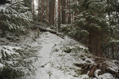Geç sonbaharda ormanda kar yağışı sonra
