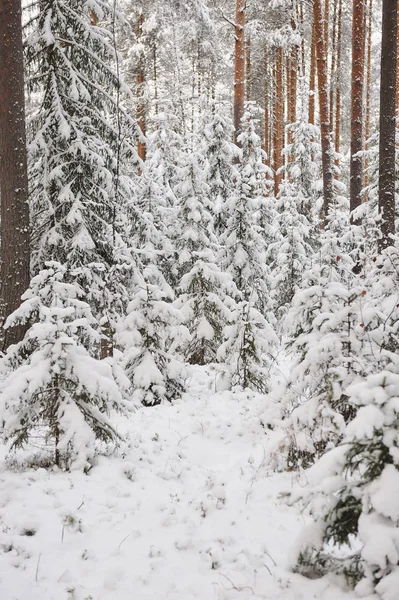 Sen Höst Skogen Efter Snöfallet Träden Täckta Med Tung Snö — Stockfoto