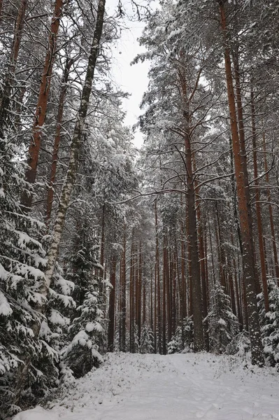 雪后在森林里的深秋 树木上覆盖着沉重的雪帽 — 图库照片
