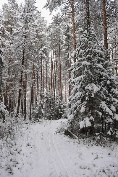 Ormanda Kar Yağışı Sonra Geç Sonbaharda Ağaçlar Şiddetli Kar Yağışı — Stok fotoğraf