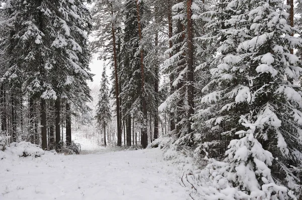 Late Autumn Forest Snowfall Trees Covered Heavy Snow Caps — Stock Photo, Image