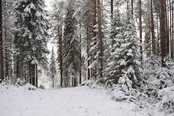 雪后在森林里的深秋 树木上覆盖着沉重的雪帽 — 图库照片