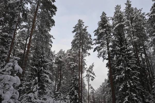 Sen Höst Skogen Efter Snöfallet Träden Täckta Med Tung Snö — Stockfoto