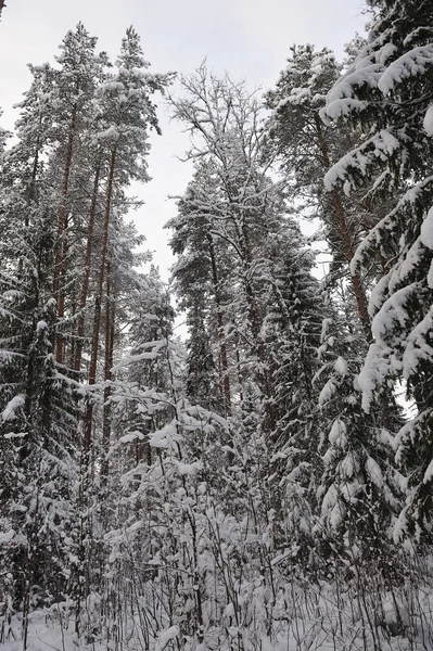 降雪後のフォレストの晩秋 木が雪のキャップで覆われています — ストック写真