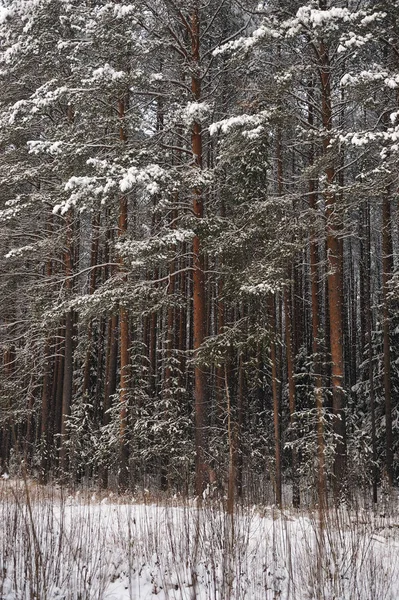 Pozdní Podzim Lese Sněžení Stromy Jsou Pokryty Sněhové Čepice — Stock fotografie