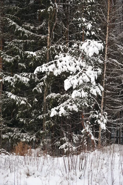 雪后在森林里的深秋 树木上覆盖着沉重的雪帽 — 图库照片