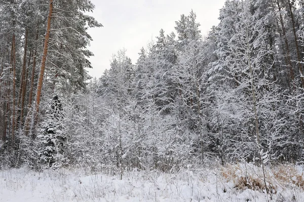 Late Herfst Het Bos Sneeuwval Bomen Zijn Bedekt Met Zware — Stockfoto