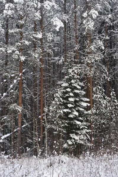 Fin Automne Dans Forêt Après Les Chutes Neige Les Arbres — Photo