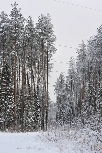 Hoogspanningslijn Het Forest Een Van Ijzige Dagen Bomen Zijn Bedekt — Stockfoto