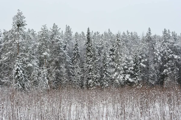 雪后在森林里的深秋 这些树被沉重的雪帽覆盖着 电源线在树前的前景中运行 — 图库照片