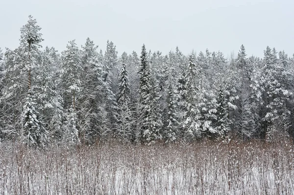 Late Herfst Het Bos Sneeuwval Bomen Zijn Bedekt Met Zware — Stockfoto