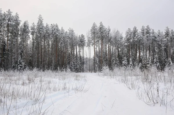 Spätherbst Wald Nach Dem Schneefall Die Bäume Sind Mit Dicken — Stockfoto