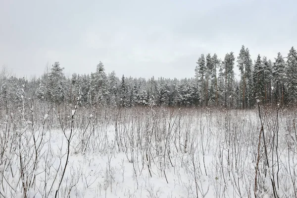 Late Autumn Forest Snowfall Trees Covered Heavy Snow Caps — Stock Photo, Image