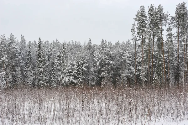 Pozdní Podzim Lese Sněžení Stromy Jsou Pokryty Sněhové Čepice Elektrické — Stock fotografie