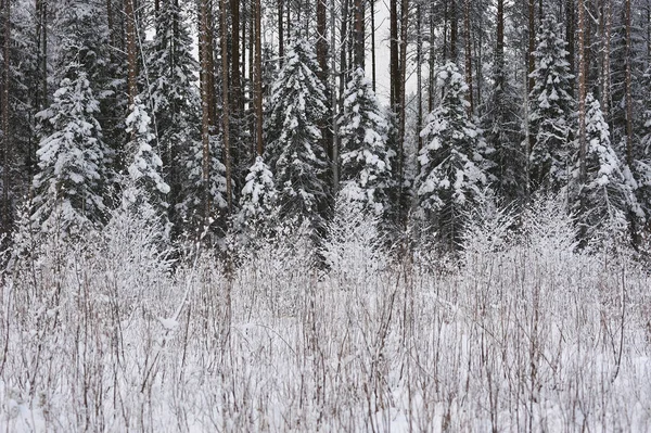 Sen Höst Skogen Efter Snöfallet Träden Täckta Med Tung Snö — Stockfoto